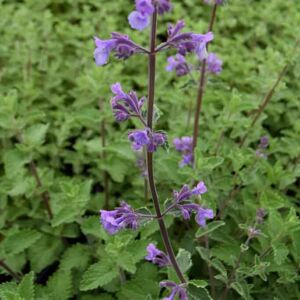 Nepeta racemosa 'Walker's Low' ---